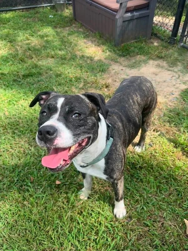 An adult medium-sized male Pit Bull Terrier dog named Bogdan for adoption in Millersville, MD