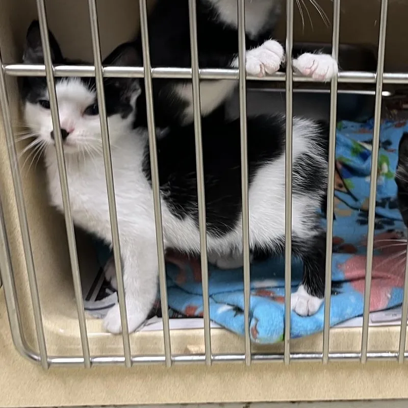 A baby medium-sized male White Tabby cat named Gilligan for adoption in Clarksville, VA