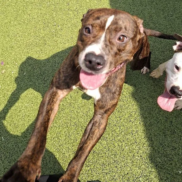 A young small-sized male Brindle Pit Bull Terrier dog named Quinton for adoption in Hannibal, MO