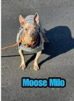 Moose Milo