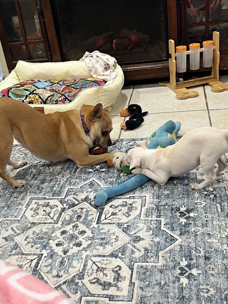 A young small-sized male White / Cream Chihuahua dog named Wyatt for adoption in PITTSBURGH, PA