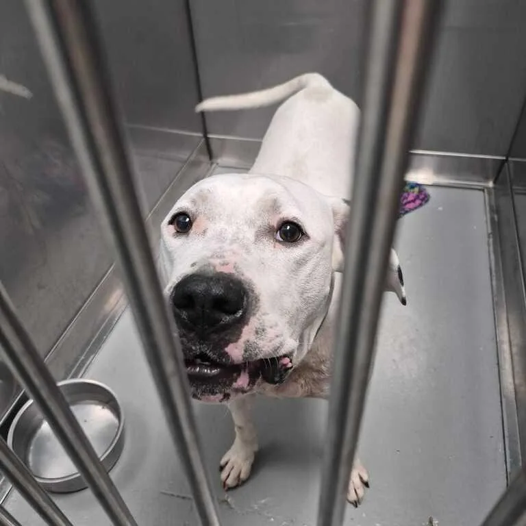 An adult large-sized male White / Cream Mixed Breed dog named Buzz Lightyear for adoption in Davenport, IA