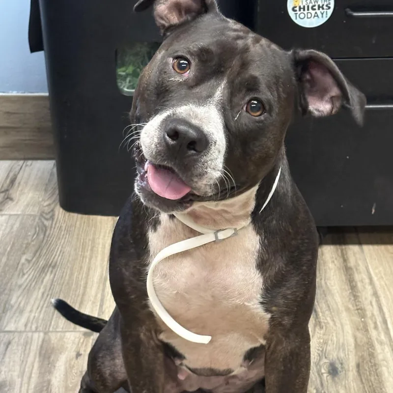 An adult medium-sized female Brindle Mixed Breed dog named Courtney for adoption in Henderson, KY