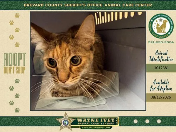 An adult small-sized female Domestic Short Hair cat named Sarabi for adoption in Melbourne, FL
