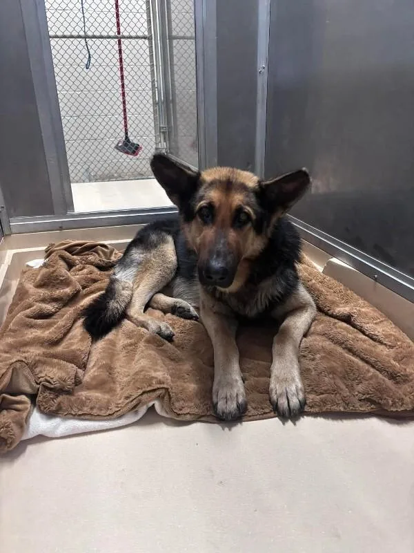 An adult medium-sized male Black German Shepherd Dog dog named James for adoption in Burgaw, NC