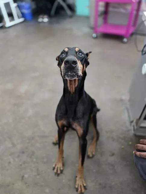 A senior large-sized male Doberman Pinscher dog named Toby for adoption in Dallas, TX