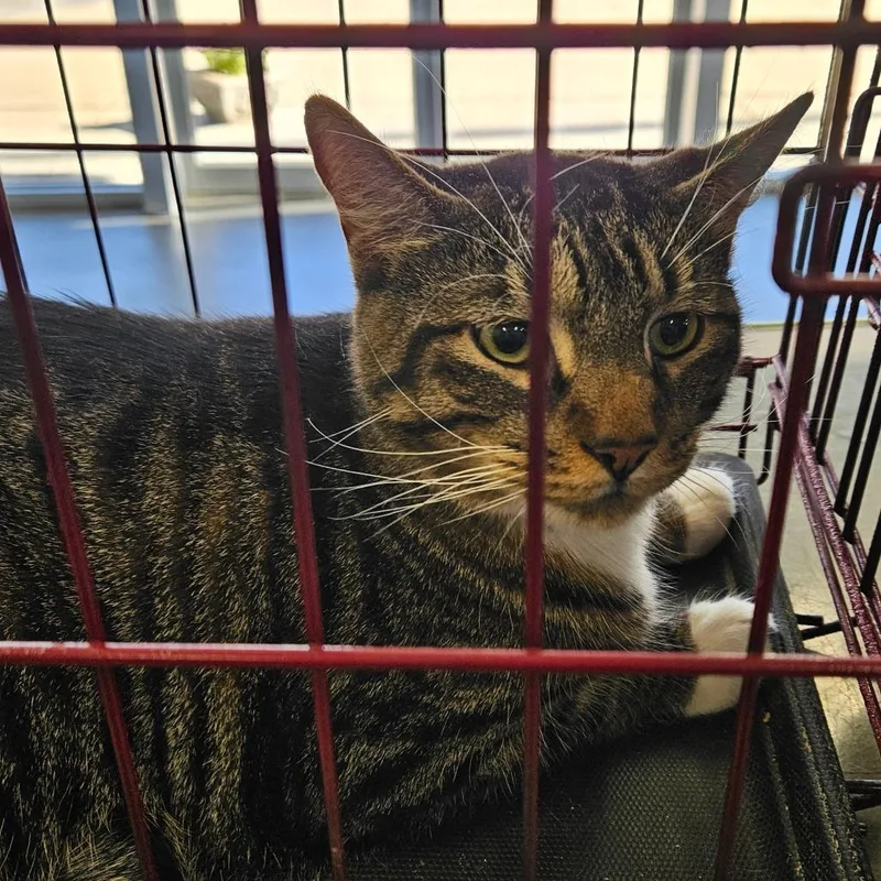 An adult extra large-sized male Buff / Tan / Fawn Domestic Short Hair cat named Waffles for adoption in Montgomery, AL