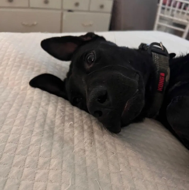 An adult medium-sized female Black Labrador Retriever dog named Dahlia for adoption in Houston, TX