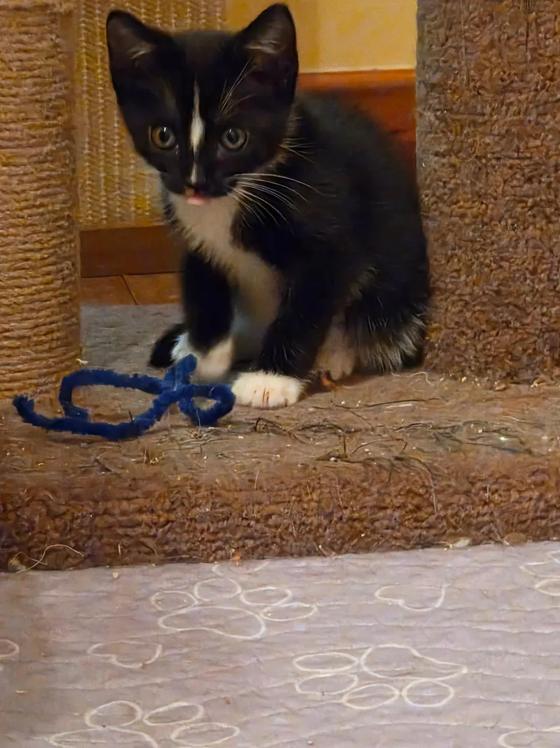 A young medium-sized female Domestic Short Hair cat named Extenuating Circumstances for adoption in Camden, SC