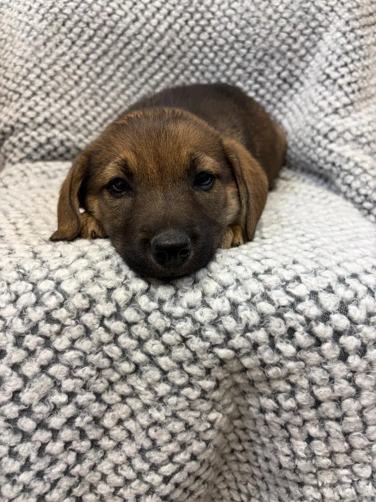 A baby medium-sized female Beagle dog named Sunkist for adoption in Clinton, SC