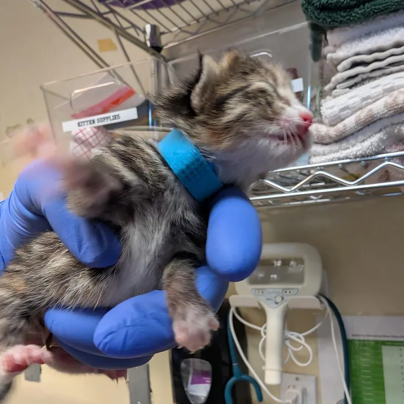 A baby small-sized female Brown / Chocolate Domestic Short Hair cat named Blue for adoption in Pasadena, CA
