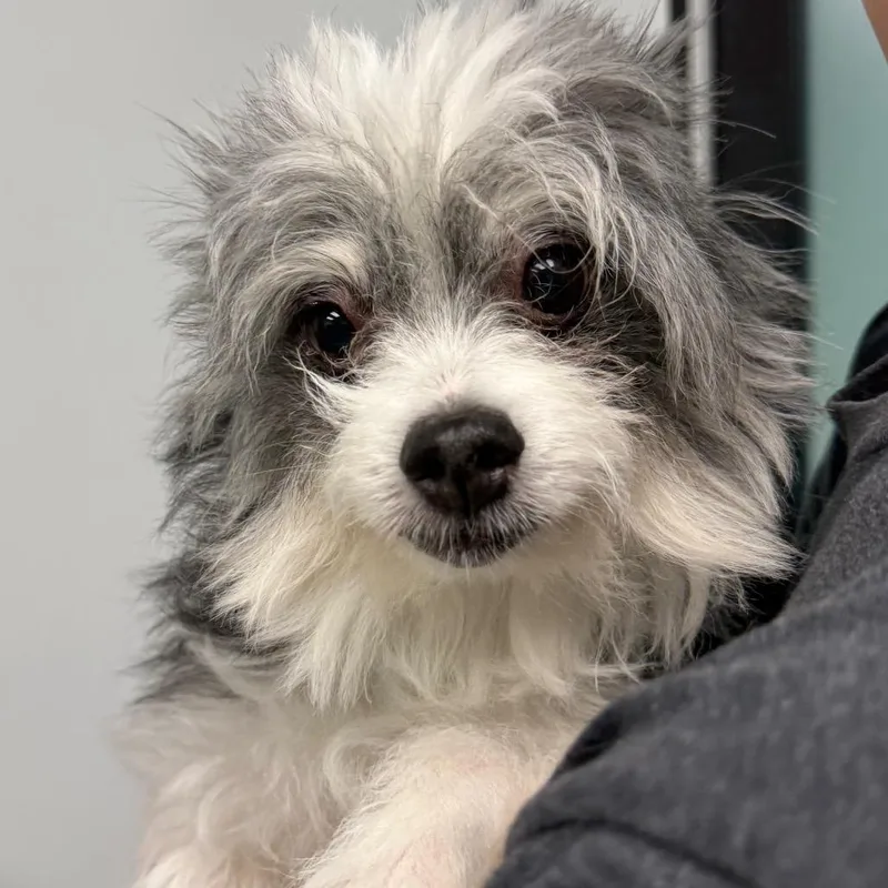 A senior small-sized male Gray / Blue / Silver Pomeranian dog named Ozzy for adoption in Abilene, TX
