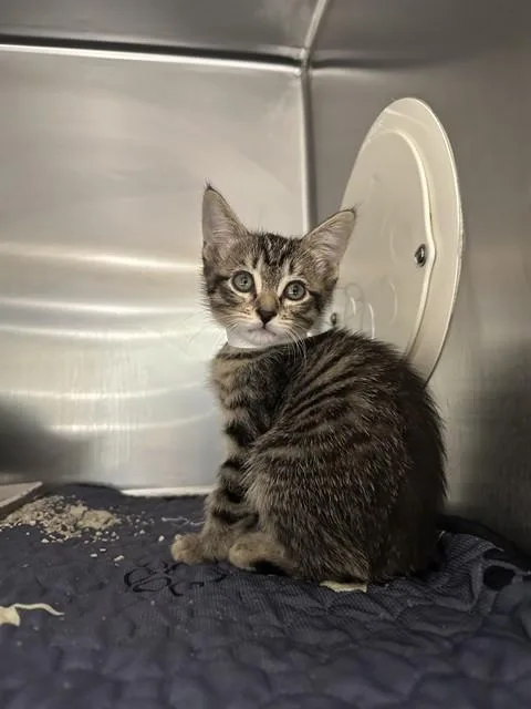 A baby small-sized female Domestic Short Hair cat named Alma for adoption in Riverside, CA