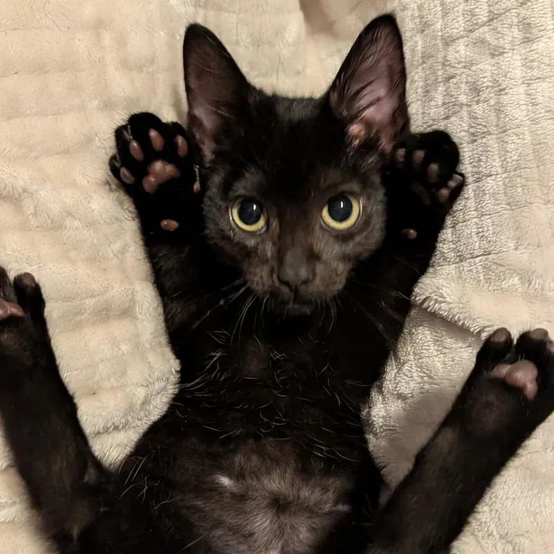 A baby small-sized female Domestic Short Hair cat named Page for adoption in Portage, MI