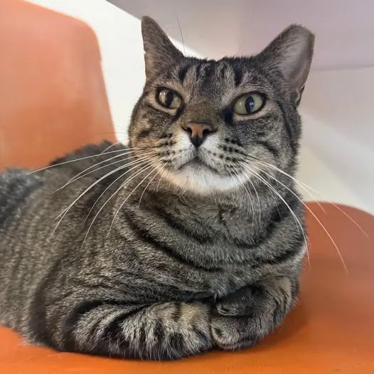 An adult medium-sized male Tabby (Brown / Chocolate) Domestic Short Hair cat named Lunkhead at Fat Cat for adoption in Tallahassee, FL