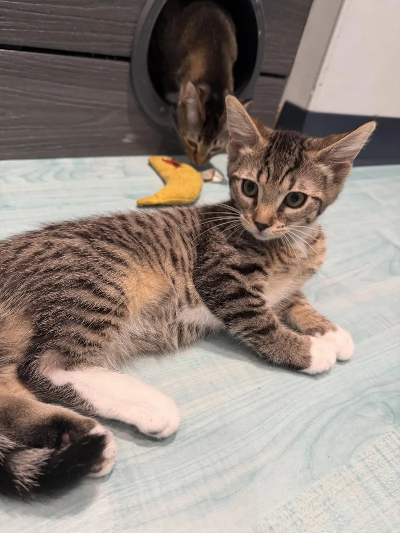 A baby large-sized male Domestic Short Hair cat named Ike for adoption in Oakboro , NC