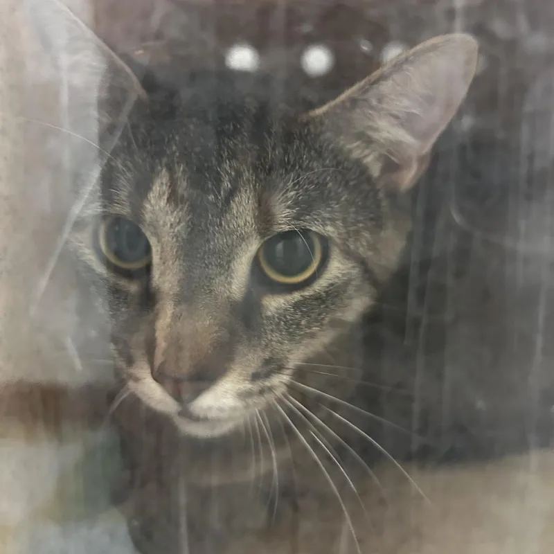 An adult medium-sized female Black Domestic Short Hair cat named Sherwood for adoption in Philadelphia, PA
