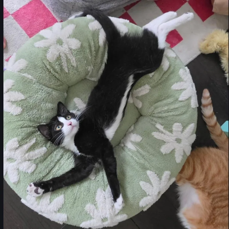 A baby medium-sized female Black & White / Tuxedo Domestic Short Hair cat named Emelia N. Playful for adoption in New York, NY
