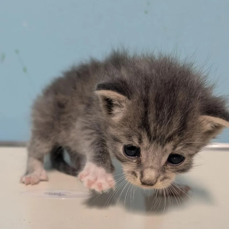 A baby small-sized male Domestic Short Hair cat named Naxos for adoption in Jefferson city, TN