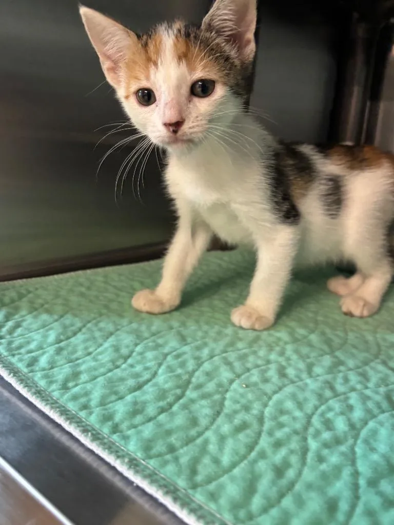A baby large-sized female Calico cat named Dorothy for adoption in Metter, GA