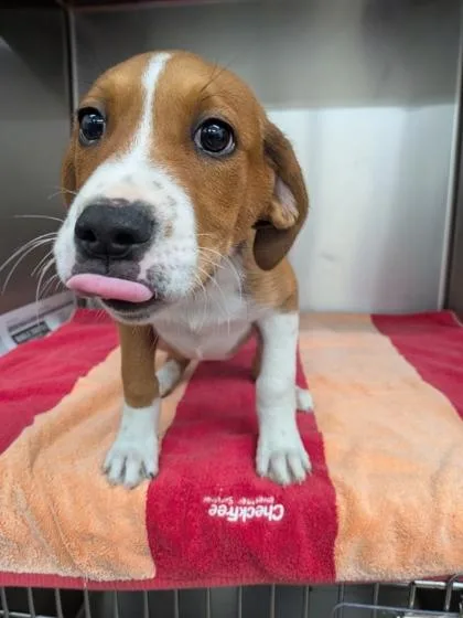 A baby small-sized female Mixed Breed dog named Ramona for adoption in Louisburg, NC