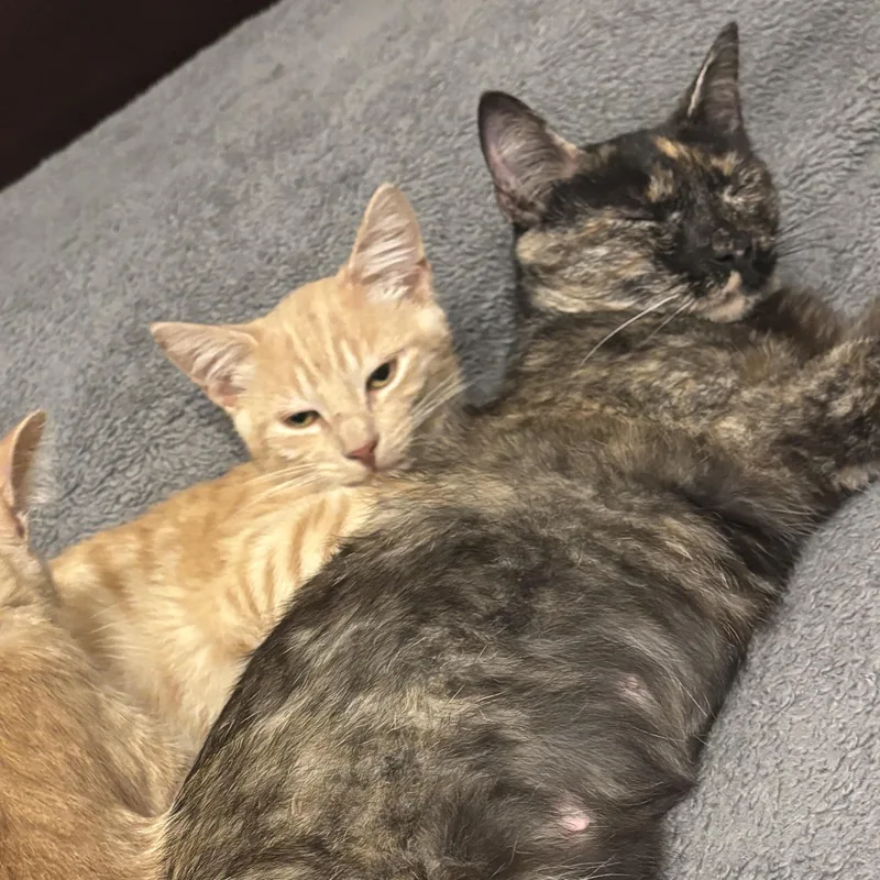 A young medium-sized female Tortoiseshell Domestic Short Hair cat named Mabel for adoption in Liverpool, TX