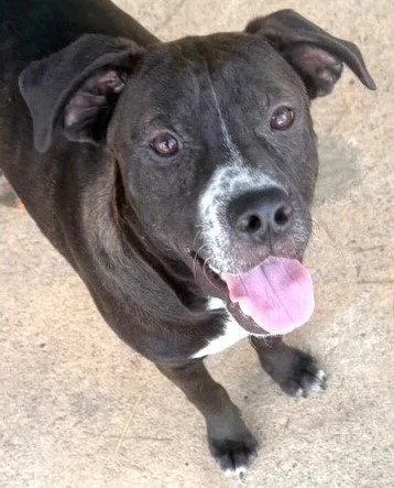 A young medium-sized male Shepherd dog named Nepal for adoption in Carrollton, GA