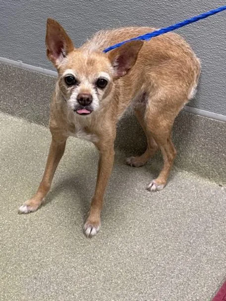 A senior small-sized female Terrier dog named Tootsie for adoption in Las Vegas, NV