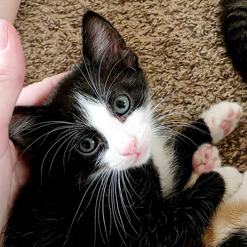 A baby medium-sized male Black & White / Tuxedo Domestic Short Hair cat named Dapper for adoption in Bulverde, TX