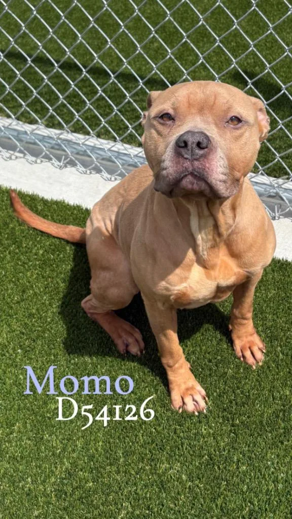 A young medium-sized female Pit Bull Terrier dog named Momo for adoption in Clarksville, TN