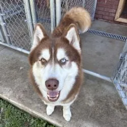An adult large-sized male White / Cream Siberian Husky dog named Dexter for adoption in Woodbine, GA