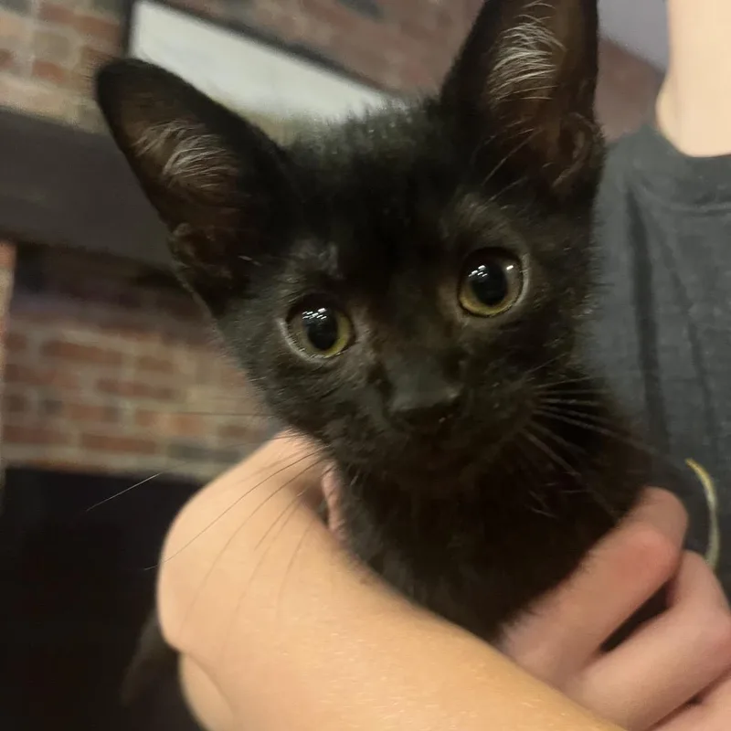 A baby small-sized female Black Domestic Short Hair cat named Chili Bean for adoption in La Grange, KY