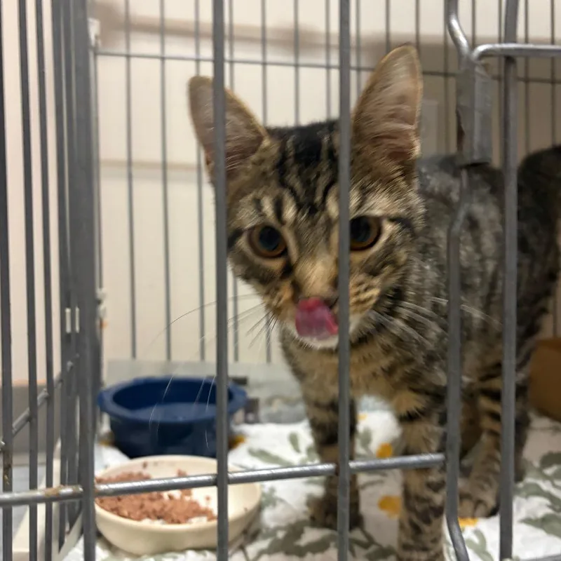 A young medium-sized male Brown / Chocolate Domestic Short Hair cat named Lil Guy for adoption in Branson, MO