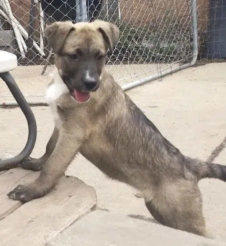 A baby large-sized female Retriever dog named Shayla for adoption in Palatine, IL