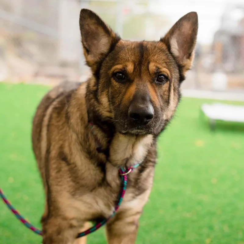 An adult large-sized male Yellow / Tan / Blond / Fawn German Shepherd Dog dog named Max for adoption in Warwick, RI