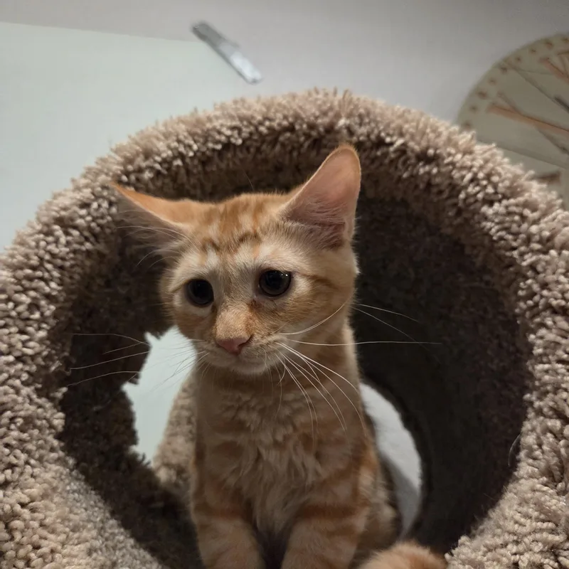A baby medium-sized male Orange / Red Domestic Short Hair cat named Goldfish for adoption in Tucson , AZ