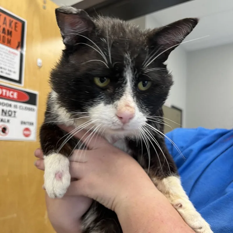 A senior large-sized male Black Domestic Short Hair cat named Theo for adoption in Columbiana, AL