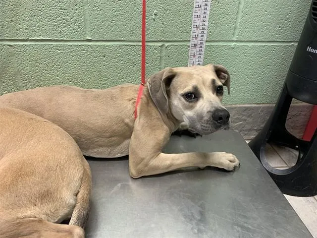 A young large-sized female American Staffordshire Terrier dog named Fawn for adoption in Grand Prairie, TX