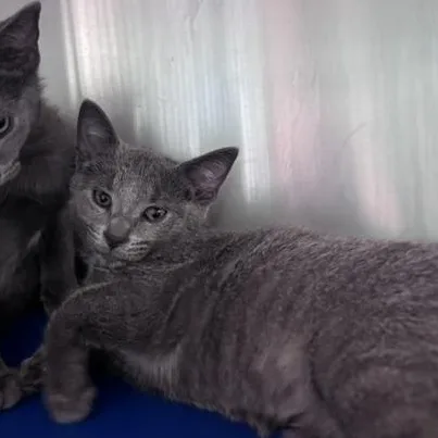 A baby medium-sized male Gray & White Domestic Short Hair cat named Grey wolf for adoption in Marion, NC