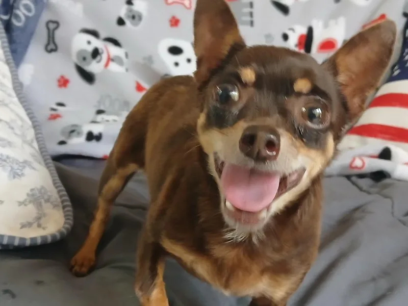 A young small-sized female Chihuahua dog named Penny for adoption in Fort Worth, TX
