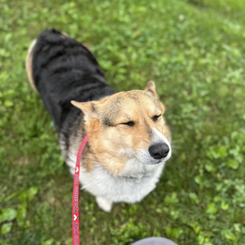 An adult medium-sized female Corgi dog named Wookie for adoption in Myerstown, PA