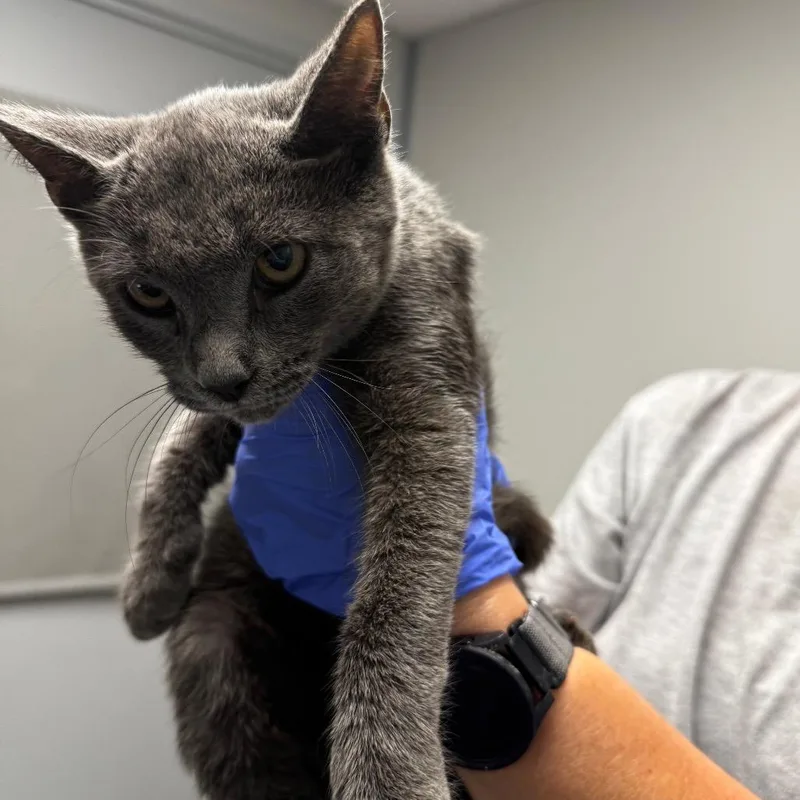 A baby small-sized male Gray / Blue / Silver Domestic Short Hair cat named Fig for adoption in Concord, NC