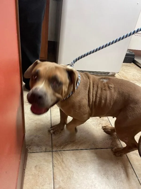 A senior large-sized female Brown / Chocolate Mixed Breed dog named Lucille for adoption in Cincinnati, OH