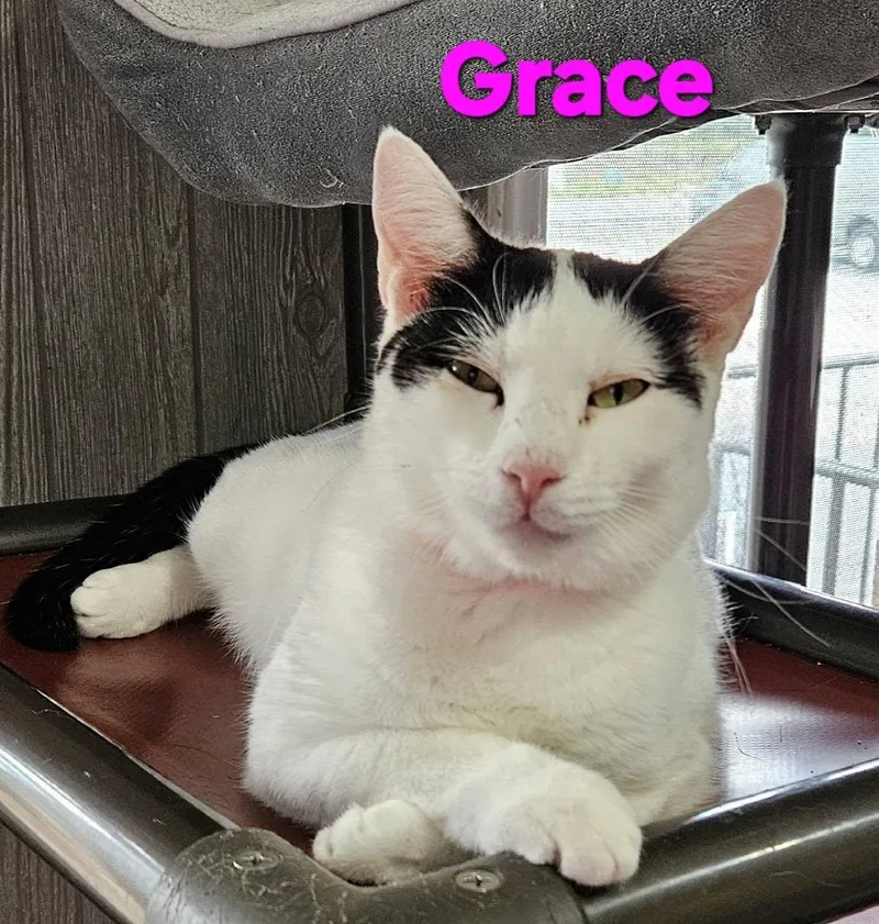 A young medium-sized female White Domestic Short Hair cat named Grace for adoption in Macon, GA