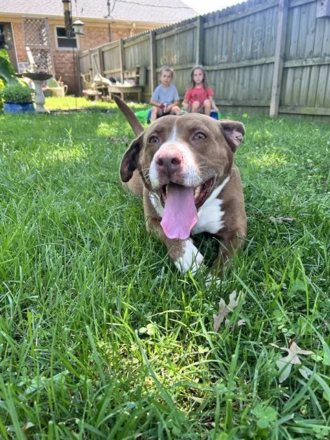 An adult large-sized male Basset Hound dog named Melly for adoption in Haw River, NC