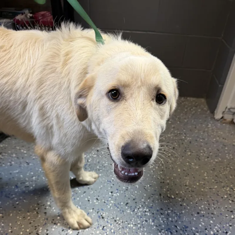 A young large-sized male Yellow / Tan / Blond / Fawn Great Pyrenees dog named TUSCStray for adoption in Tuscaloosa, AL