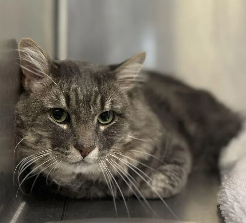 A young medium-sized male Cymric cat named Justice for adoption in Athens, AL
