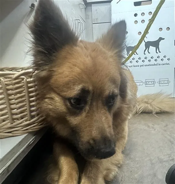 An adult large-sized male Mixed Breed dog named Squid for adoption in Dallas, TX