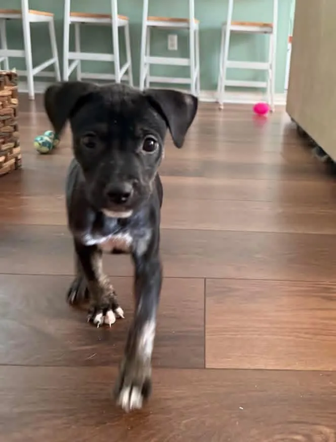 A baby medium-sized male Border Collie dog named Mac for adoption in Lutz, FL