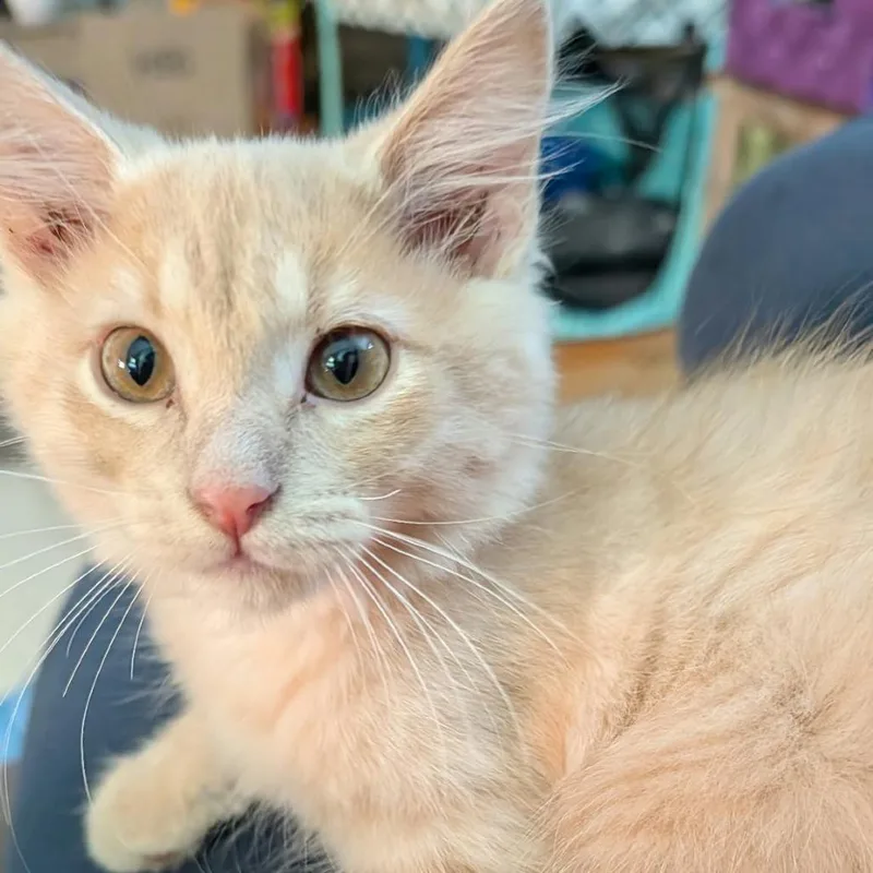 A baby small-sized male Buff / Tan / Fawn Domestic Medium Hair cat named Agent for adoption in West Olive, MI